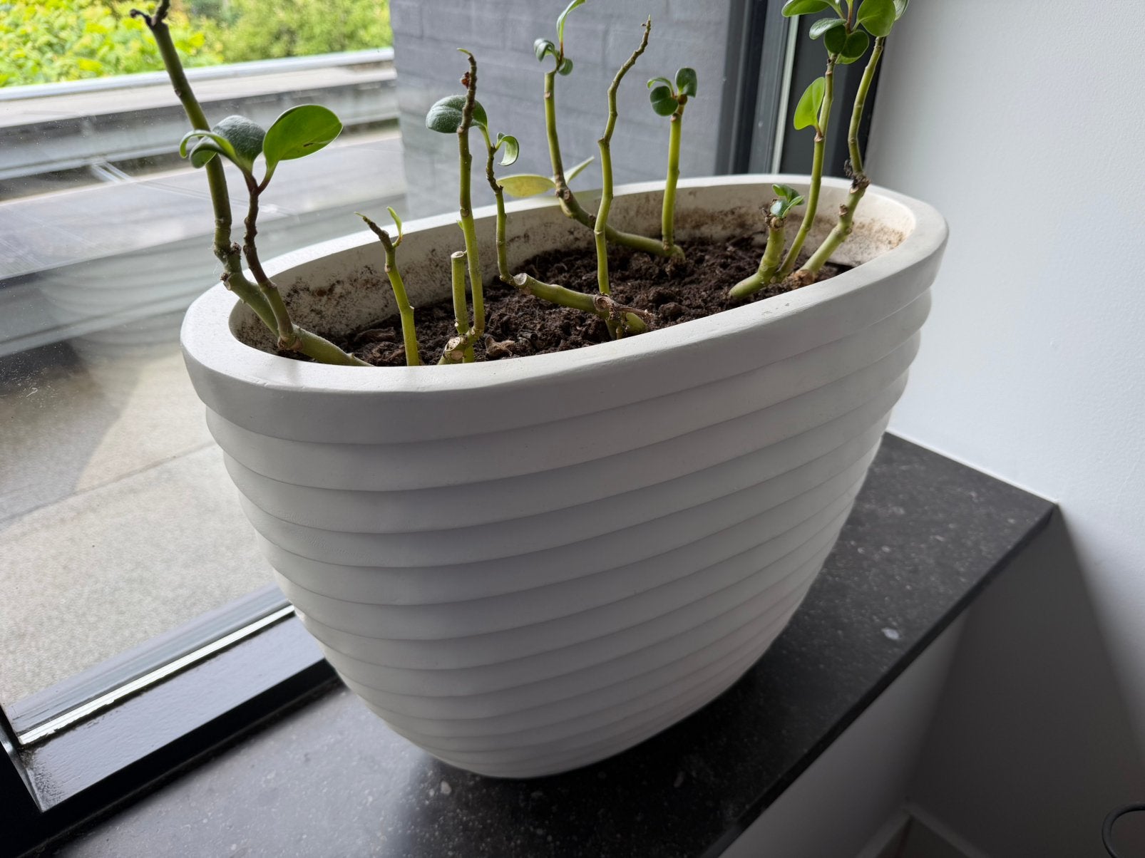 3 Moderne GROTE Bloempotten met Planten - Eindhoven Noord, Ophalen of Verzenden, Gebruikt