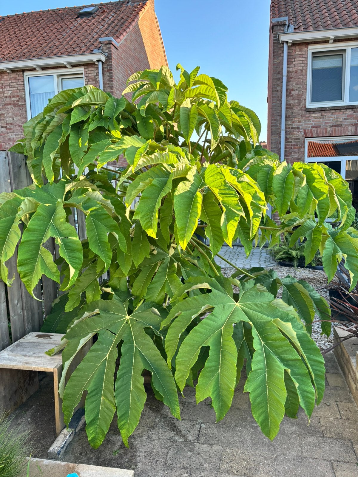 Rijst papierplant Tetrapanax papyrifera Rex, Ophalen, Overige soorten, Volle zon