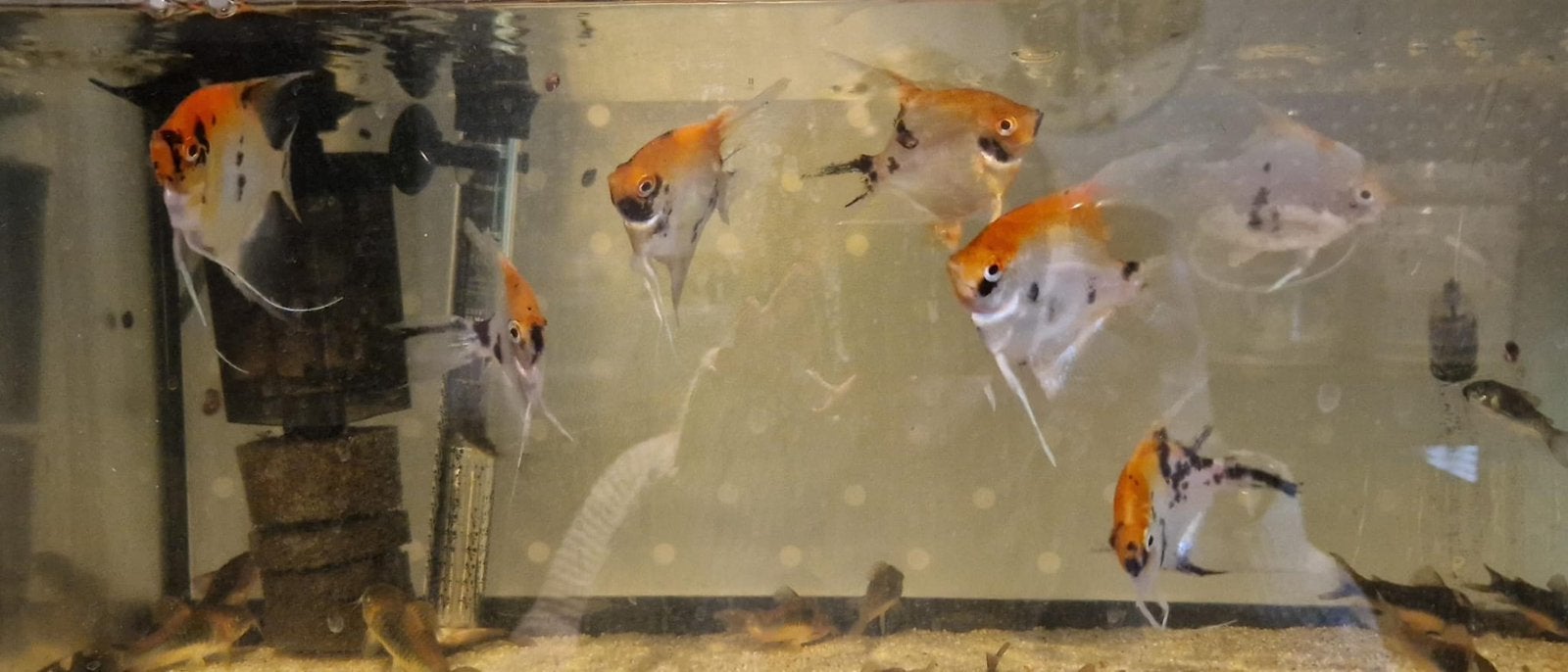 7 maanvisen mix koi/red devil € 45, Dieren en Toebehoren, Vis, Zoetwatervis, Schoolvis