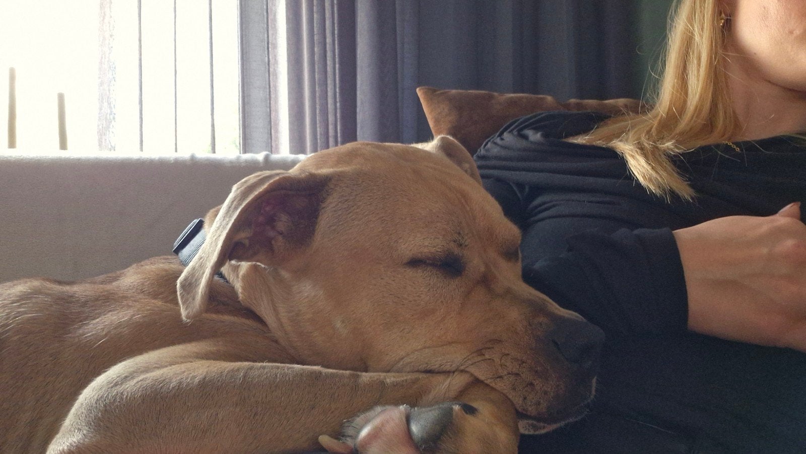Onze lieve Amerikaanse Stafford zoekt een gouden mandje., Reu, 1 tot 2 jaar, American Staffordshire Terriër, Eén hond