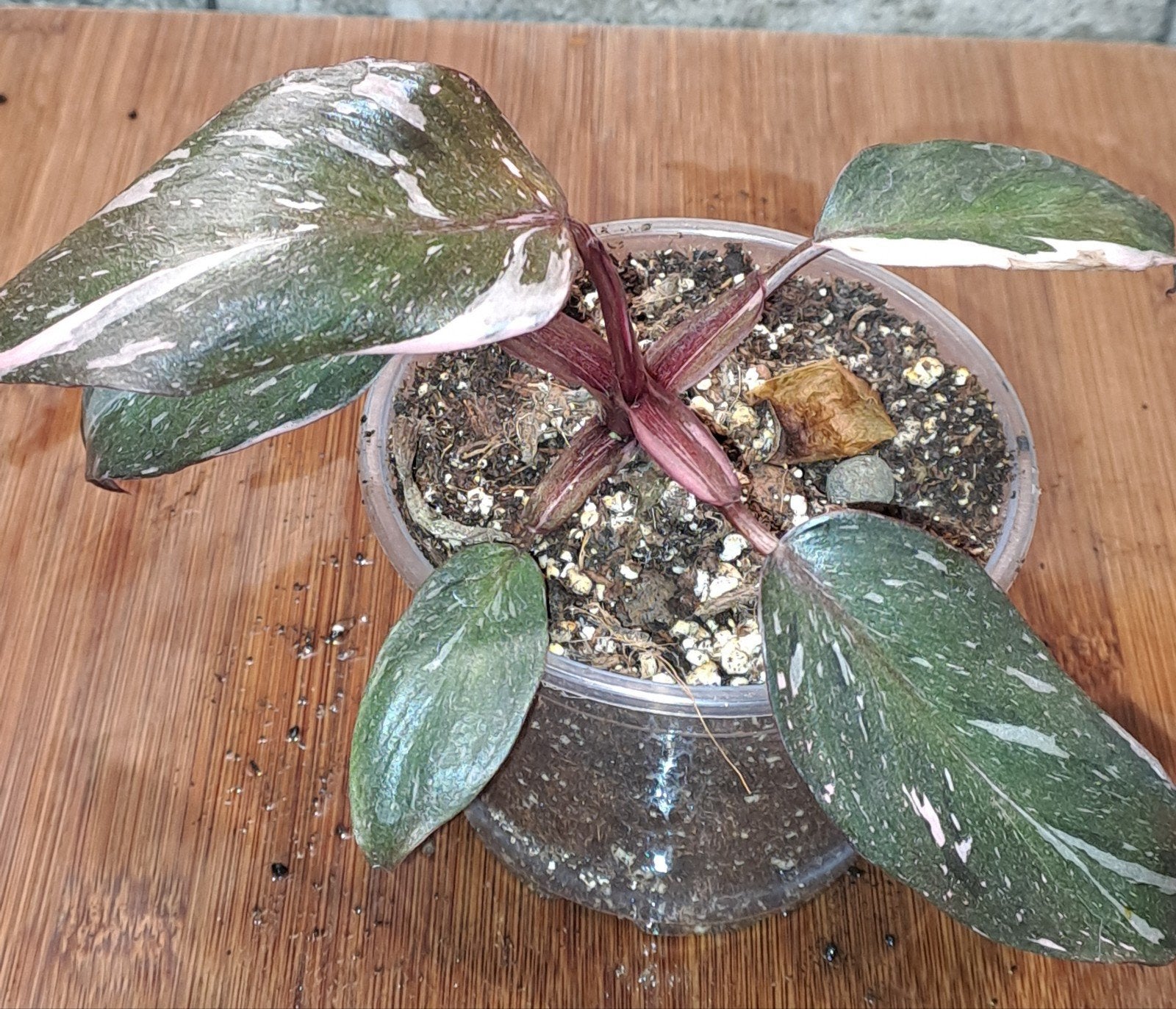 Philodendron Pink Princess, Huis en Inrichting, Kamerplanten, Ophalen of Verzenden, Halfschaduw, Minder dan 100 cm