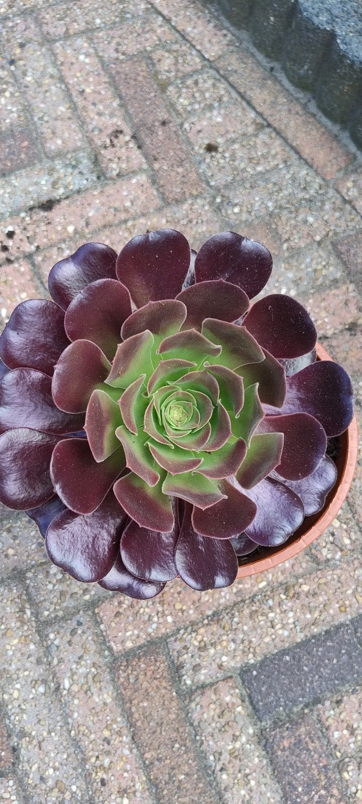 Aeonium Arboreum. of wel Zwartkop, Ophalen
