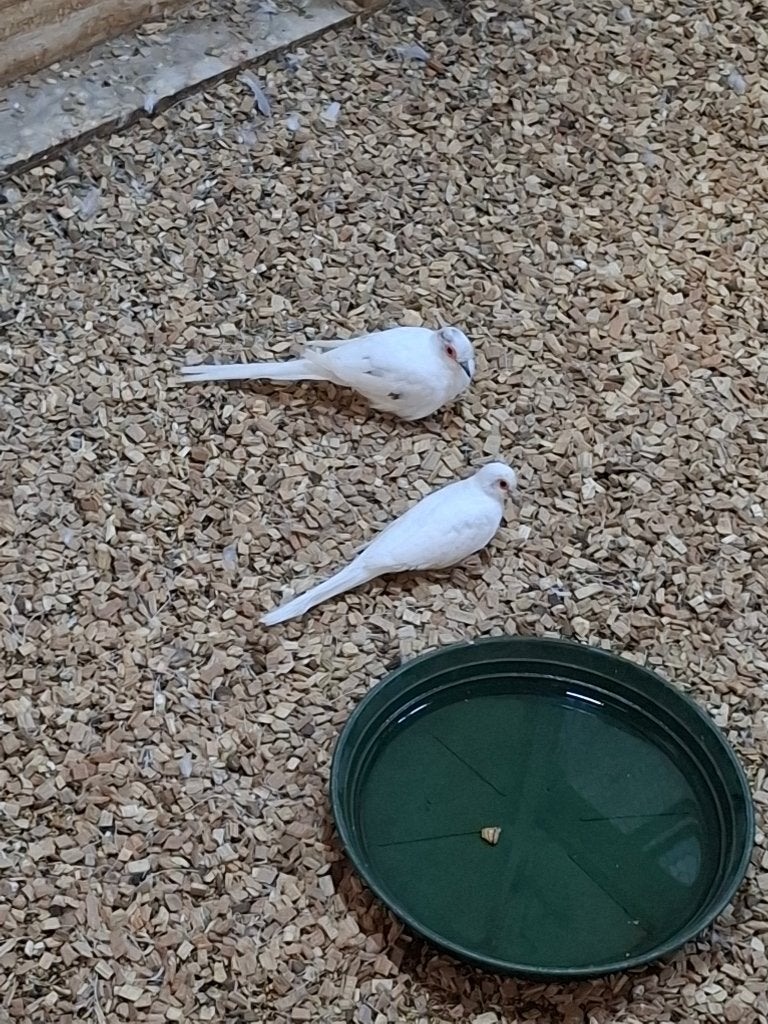 Te koop bonte koppel Diamantduiven, Dieren en Toebehoren, Vogels | Overige Vogels, Meerdere dieren, Geringd