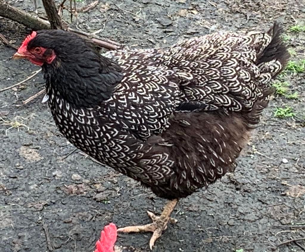 Barnevelder dubbel gezoomd kriel, Dieren en Toebehoren, Pluimvee, Meerdere dieren, Kip