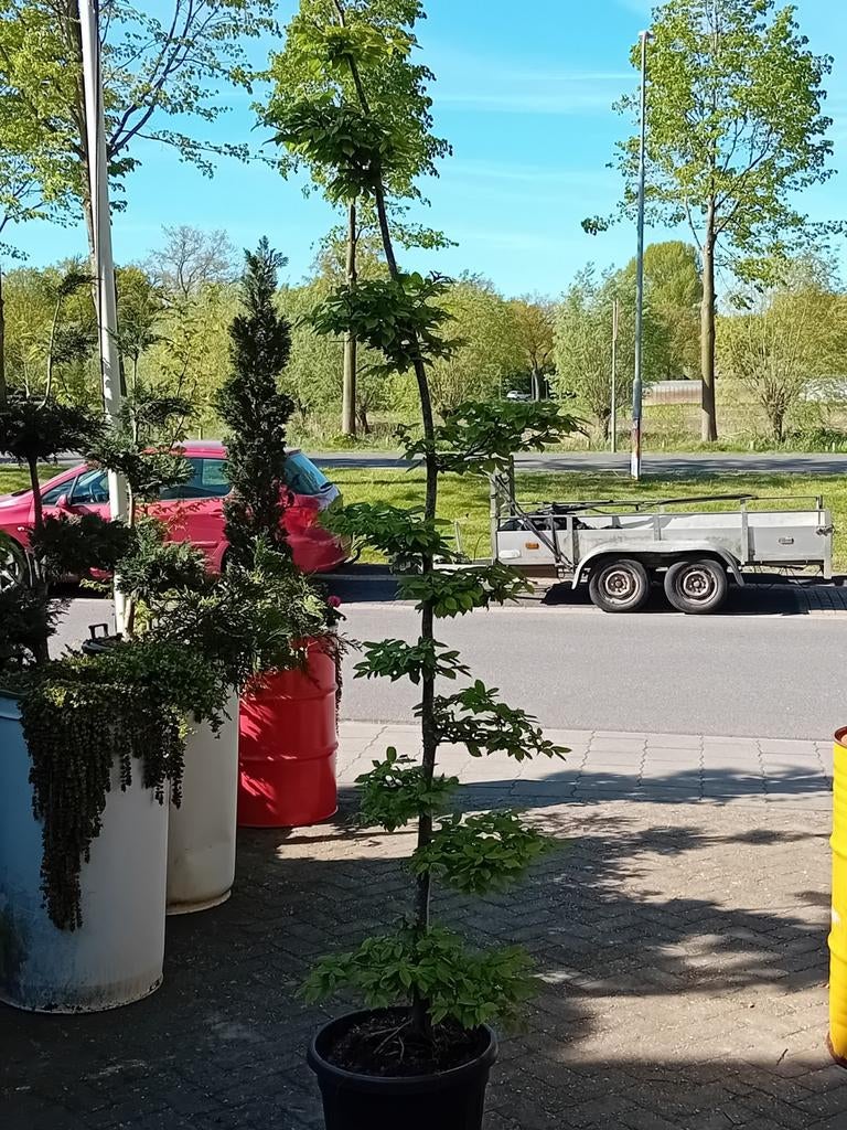 Vormboom beuk, Tuin en Terras, Ophalen of Verzenden, Bloeit niet, Volle zon, Overige soorten