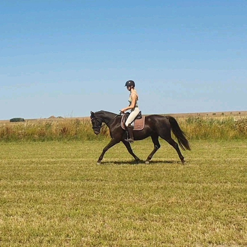 WPBR welsh pony, Ophalen of Verzenden