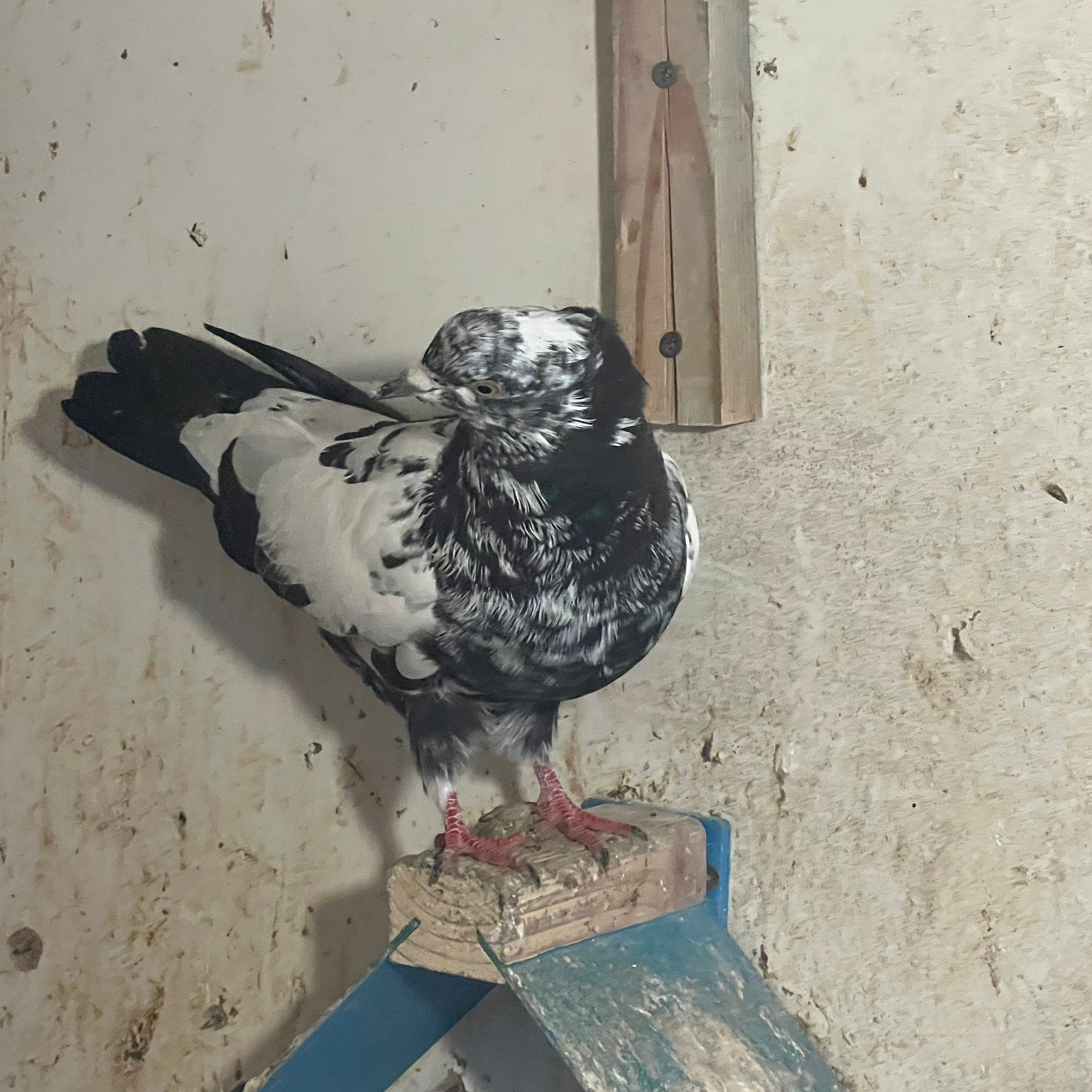 Iraanse duiven, Dieren en Toebehoren, Vogels | Duiven, Meerdere dieren, Postduif