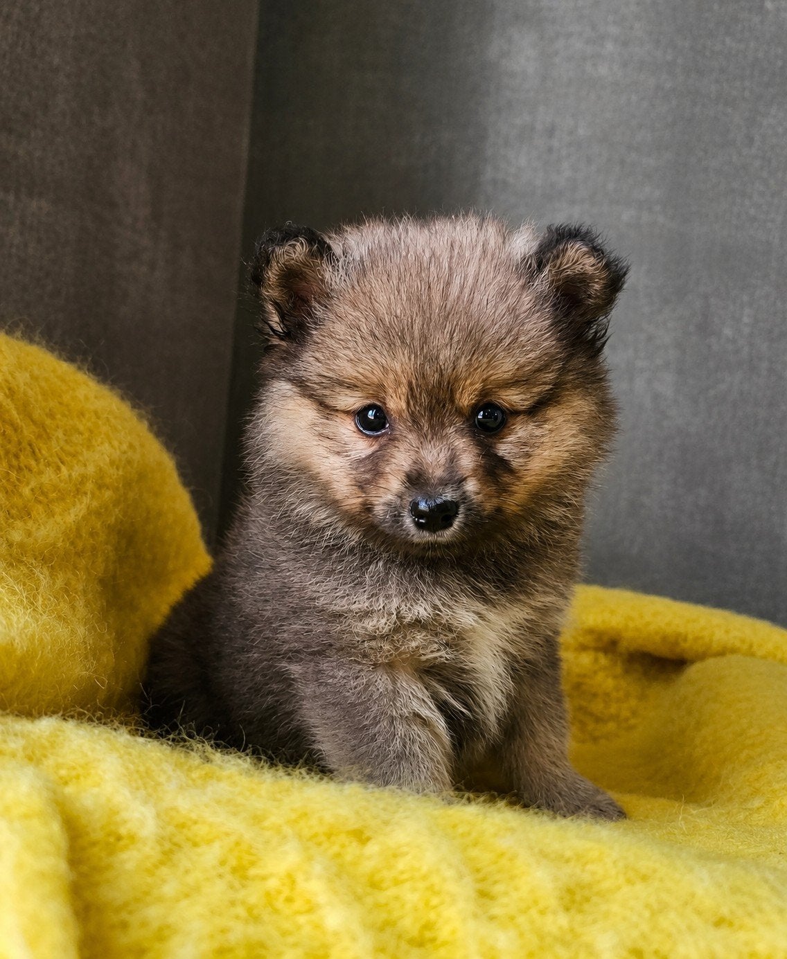 Pomeriaan x Toypoedel     Pomapoo Pups, Dieren en Toebehoren, Honden | Chihuahua's en Gezelschapshonden, Parvo, Overige rassen