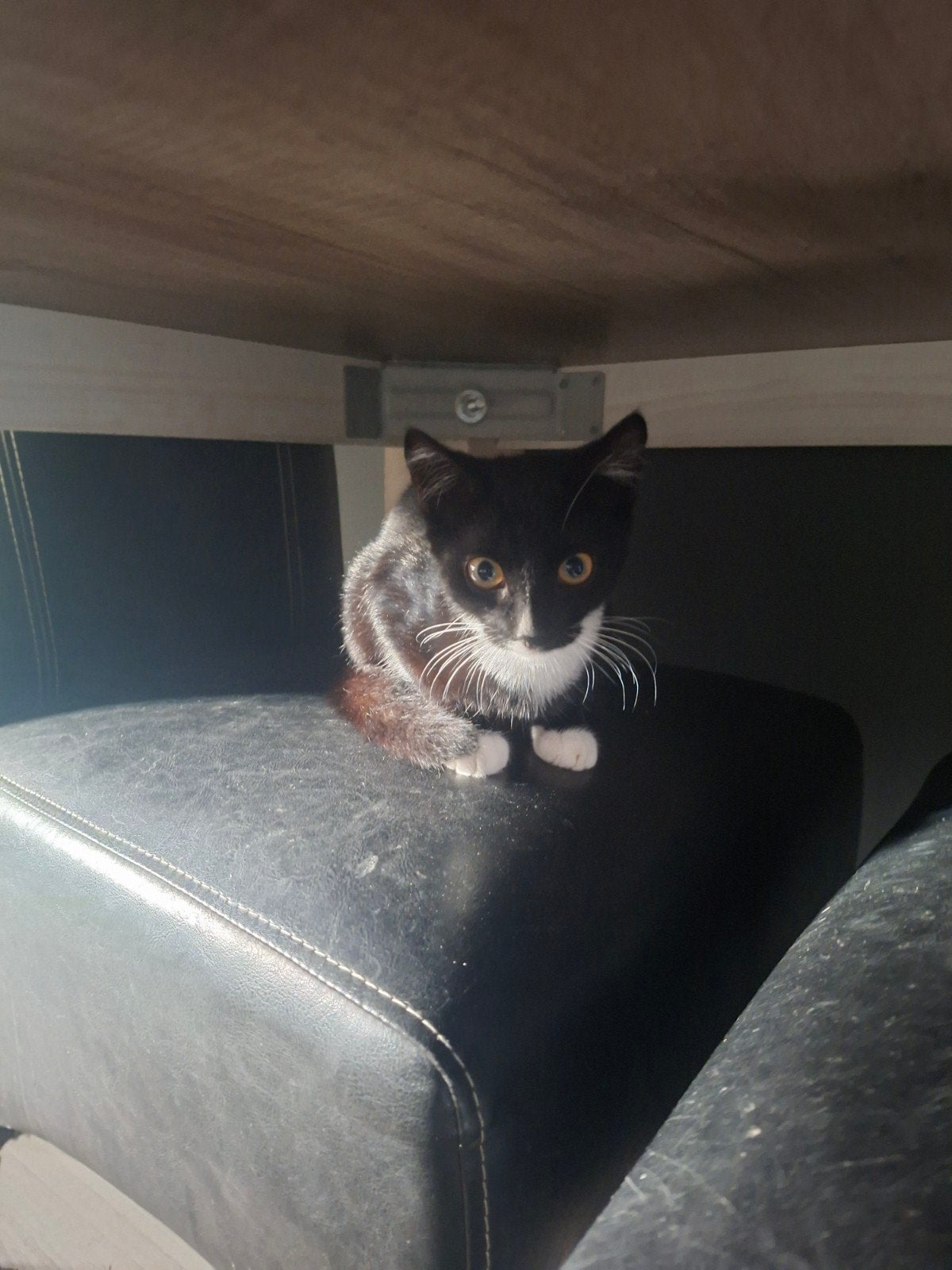 kittens, Dieren en Toebehoren, Poes, Kortharig, 0 tot 2 jaar