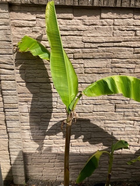 bananenboom  3 keer, Tuin en Terras, Planten | Tuinplanten, Volle zon, Tweejarig, Zomer, Ophalen