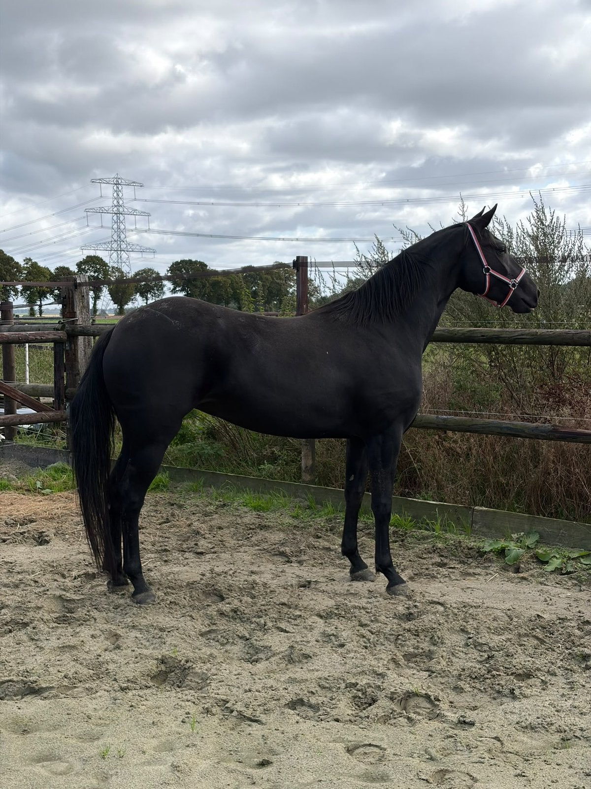 4 jr zwarte merrie v. Finest, Met stamboom, Niet van toepassing, Dressuurpaard, 0 tot 2 jaar