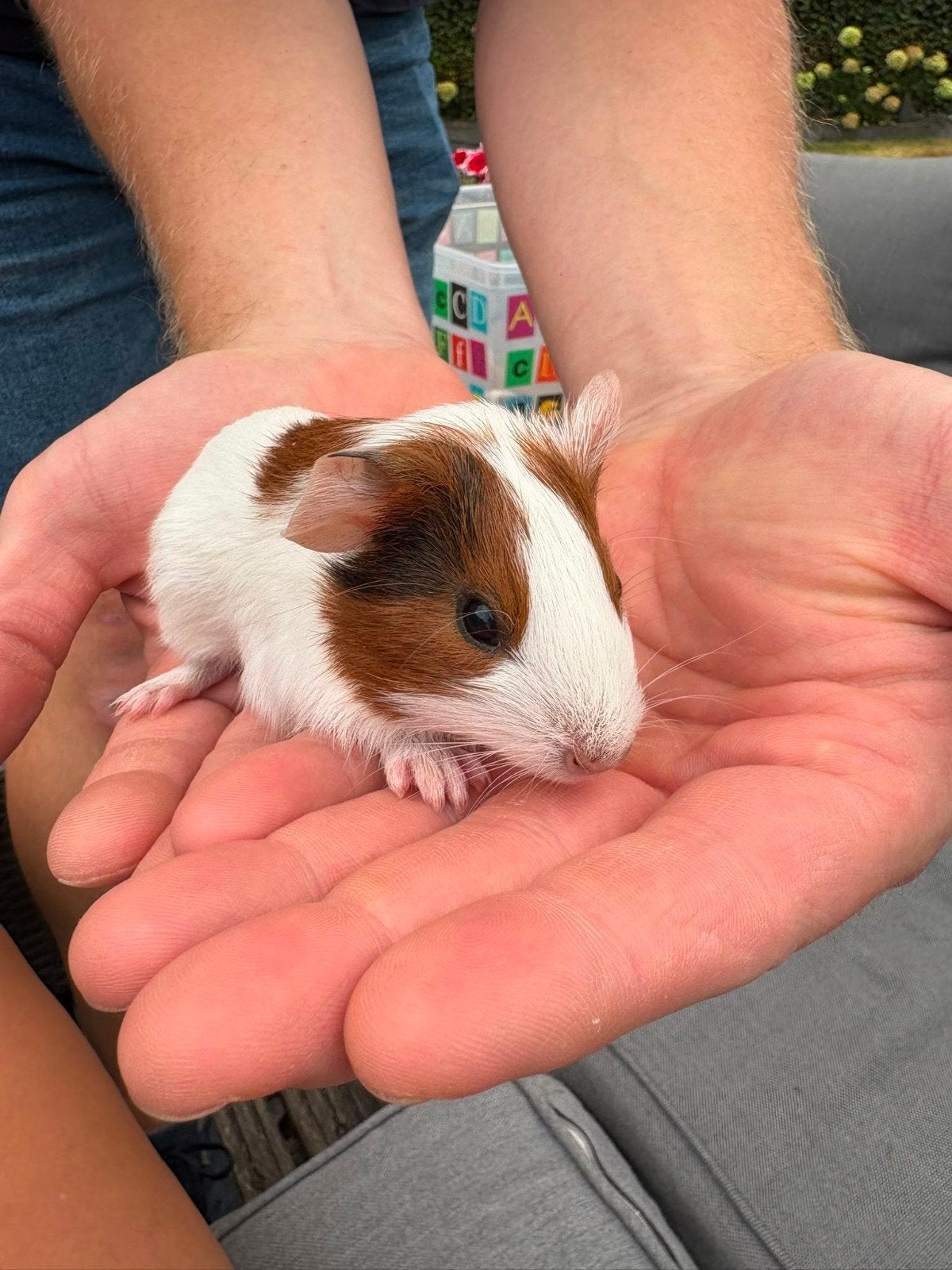 GRATIS 2 cavia beertjes zoeken een nieuw baasje!, Juli, Mannelijk, Cavia