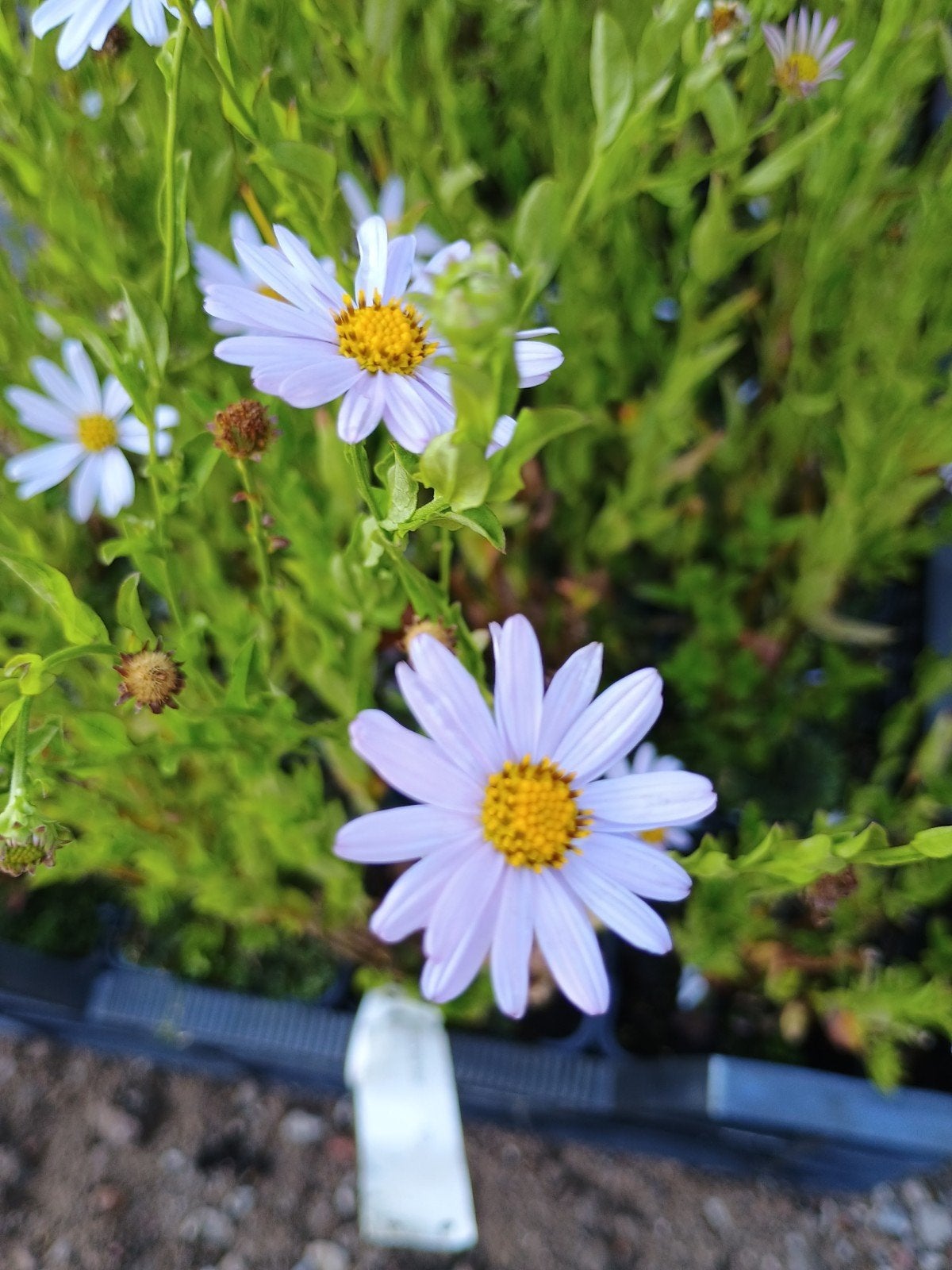 Kalimeris incisa 'Blue Star' - P9 pot, Volle zon, Vaste plant, Zomer, Ophalen