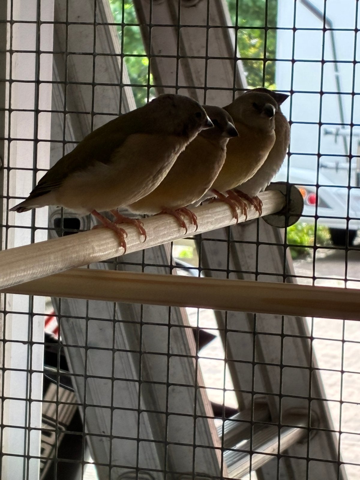 Gezocht Gould amadines, Meerdere dieren, Tropenvogel
