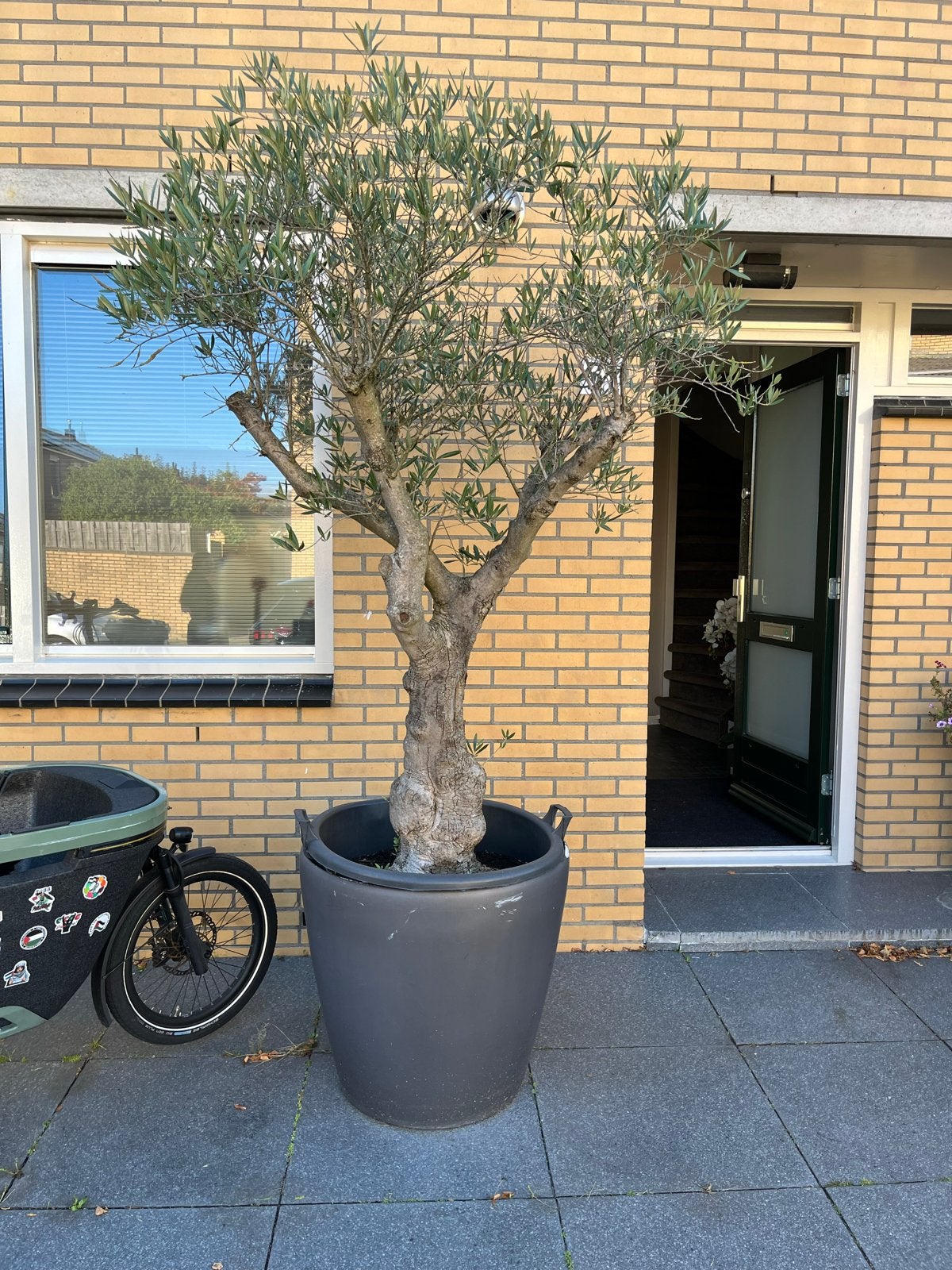 Prachtige Olijfboom in Grote Pot - Mediterrane Sfeer, Lente, 100 tot 250 cm, Olijfboom, Ophalen
