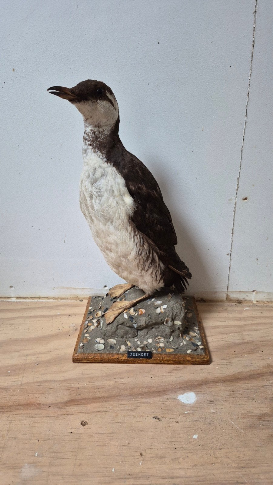 Prachtige Opgezette Zeekoet Nieuwstaat!, Verzamelen, Ophalen of Verzenden, Zo goed als nieuw, Vogel, Opgezet dier