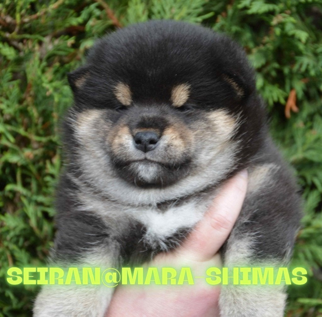 Te koop Prachtige Black and tan Shiba reutje SEIRAN, Dieren en Toebehoren, 15 weken tot 1 jaar, Reu, Parvo, Eén hond