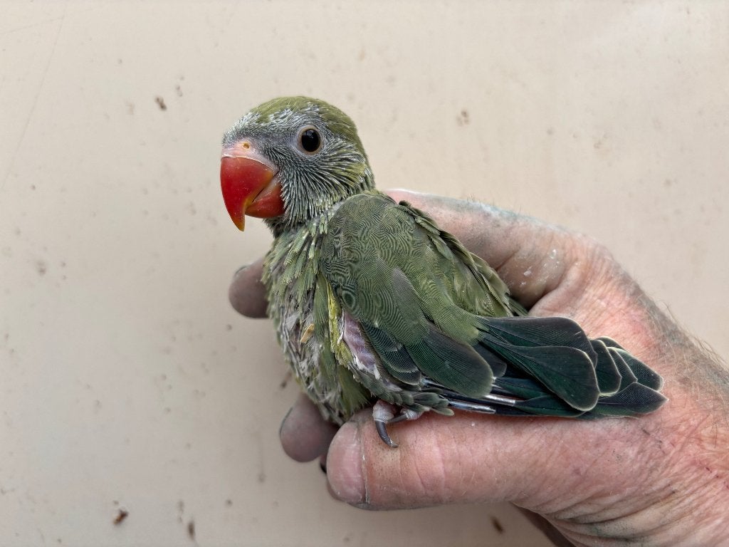 jonge halsbandparkieten, Meerdere dieren, Papegaai, Tam