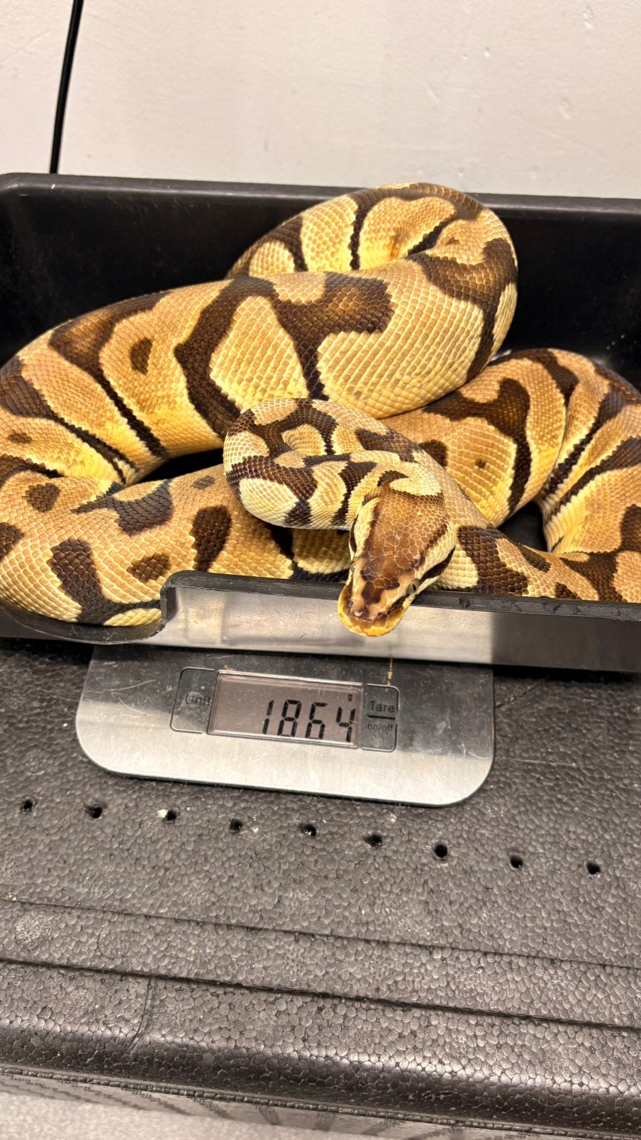 Pastel orange dream tiger 100% het clown hypo ball python Ball Python photo 3