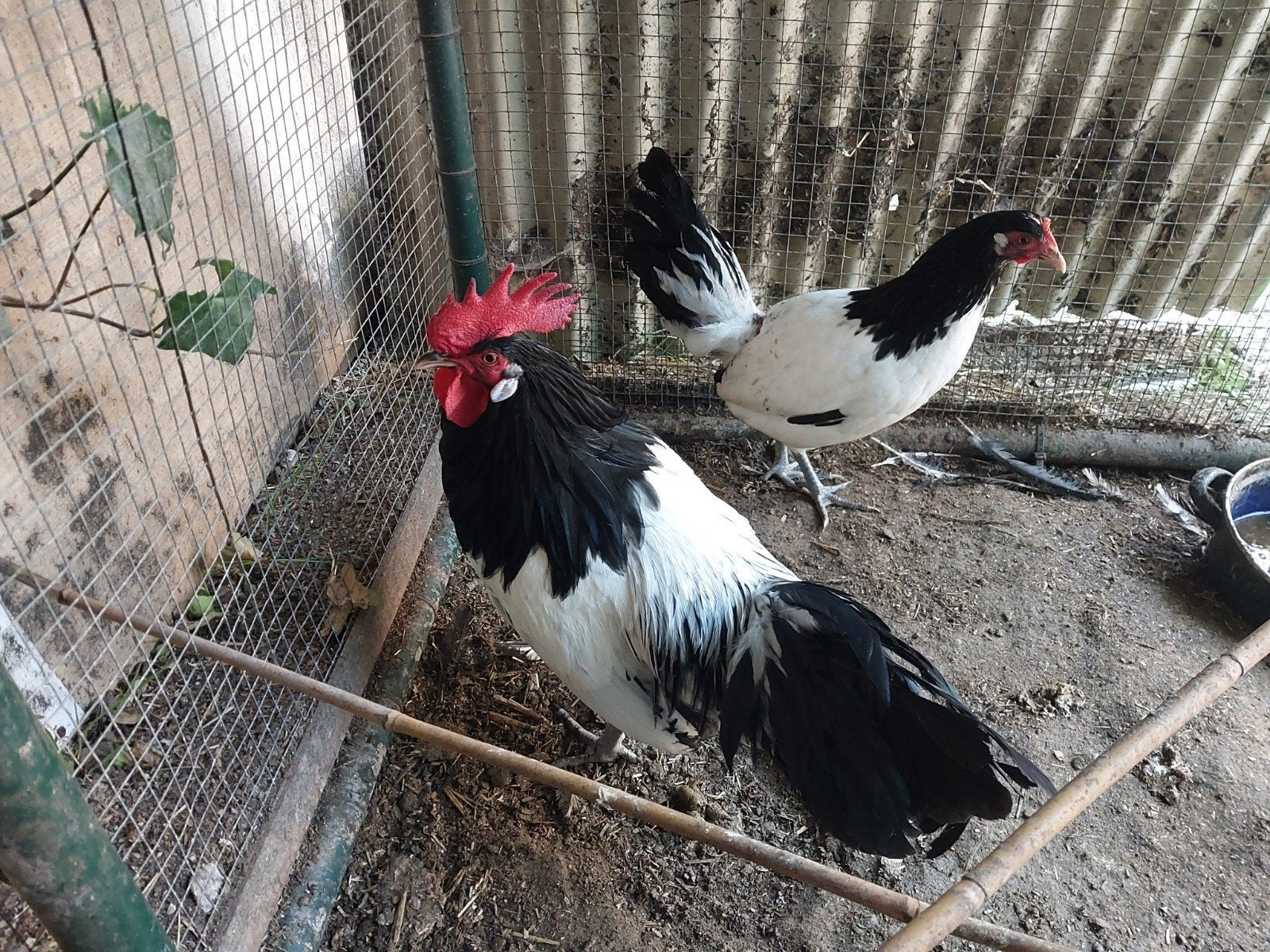 Lakenvelder haan groot, Dieren en Toebehoren, Pluimvee, Mannelijk, Kip