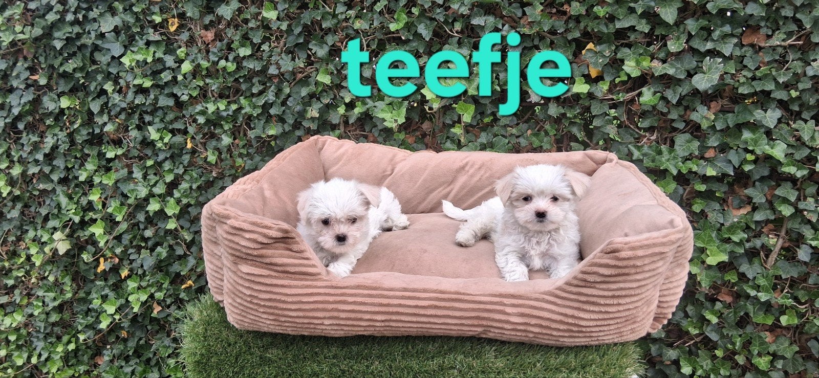Te  koop mooie kleinblijvende  malthezer  pups, Dieren en Toebehoren, Overige rassen, CDV (hondenziekte), 8 tot 15 weken, Meerdere