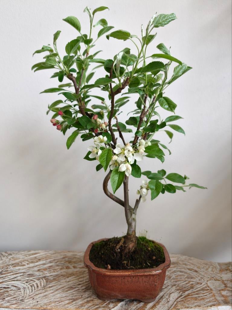 Malus Sierappel Bonsai, Bloeit niet, Halfschaduw, Minder dan 100 cm, Overige soorten