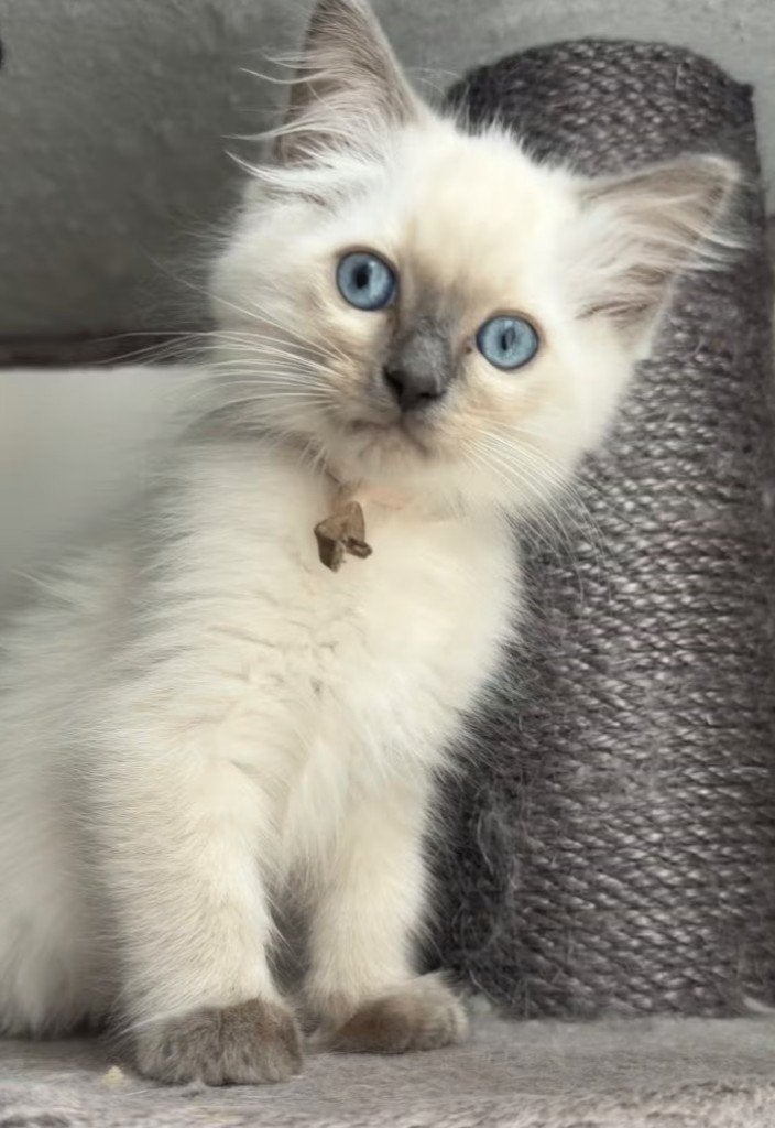 Ragdoll kittens zoeken nog een gouden mandje, Meerdere dieren, Met stamboom, 0 tot 2 jaar