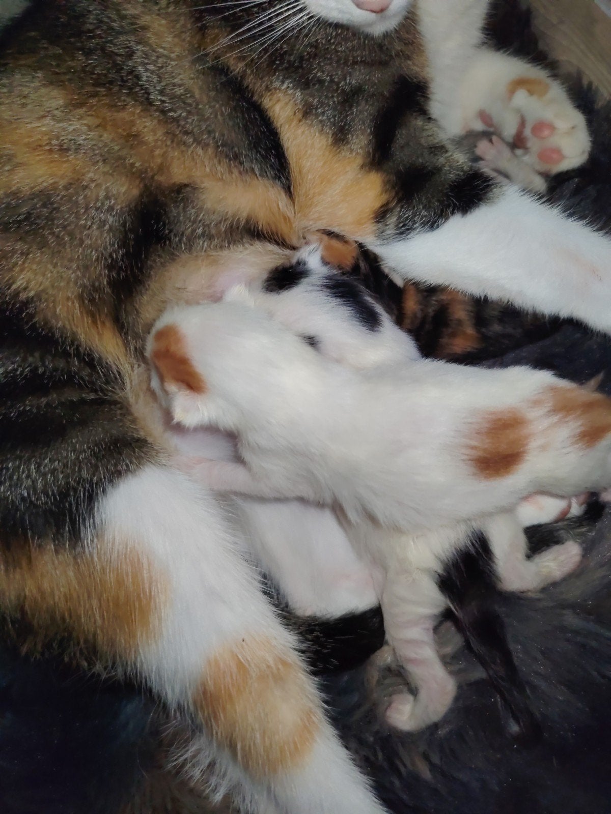3 net geboren kittens, Meerdere dieren, Ontwormd, 0 tot 2 jaar