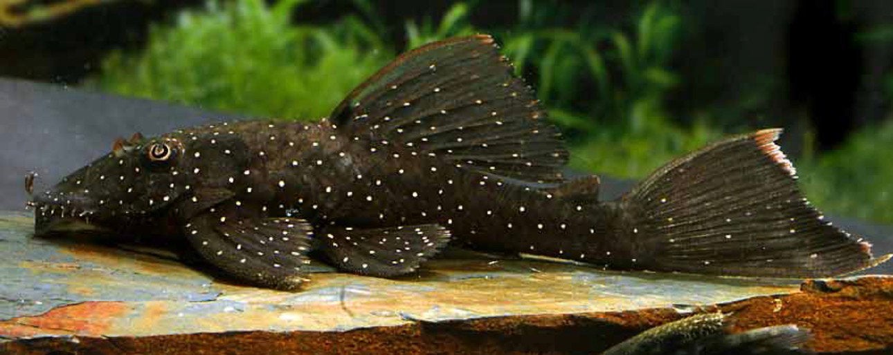 L181 pleco, Dieren en Toebehoren, Vis