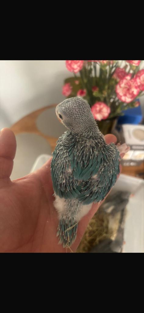 Halsbandparkiet, Dieren en Toebehoren, Geslacht onbekend, Tam