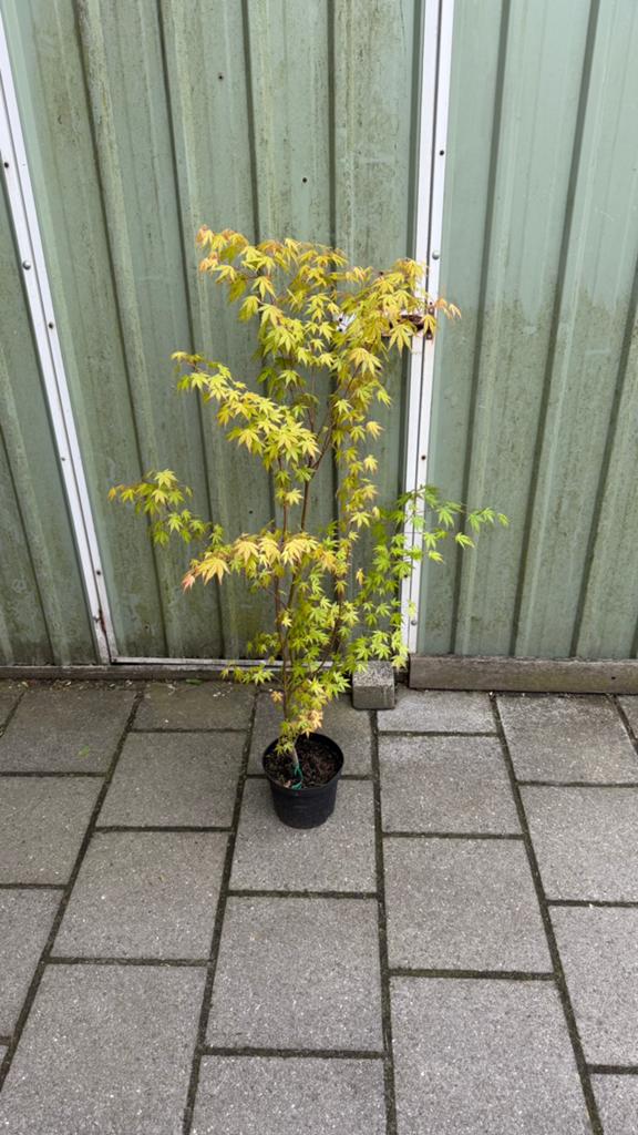 Japanse esdoorn Katsura, Tuin en Terras, Ophalen, Bloeit niet, Halfschaduw, Overige soorten
