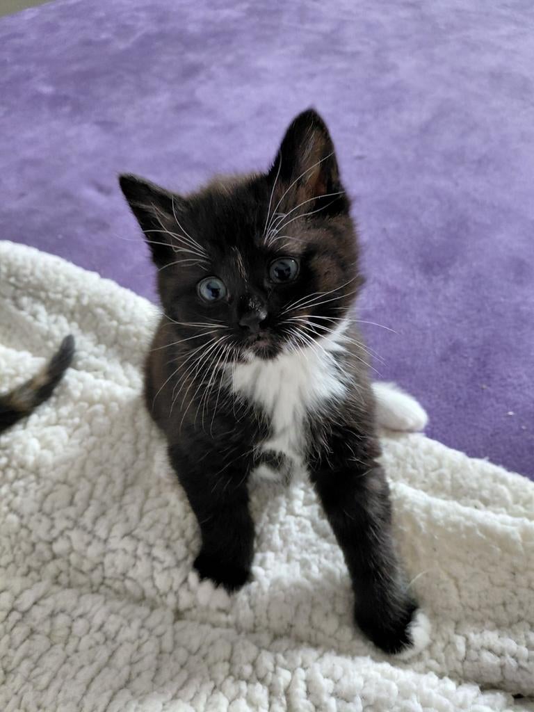 Huisdieren, Dieren en Toebehoren, Katten en Kittens | Overige Katten, Kater, Kortharig, 0 tot 2 jaar