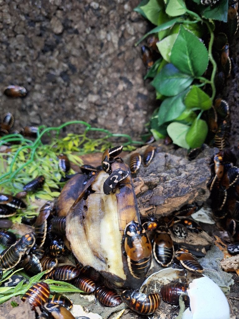 Lucihormetica verrucosa volwassen en jonge dieren, Overige soorten