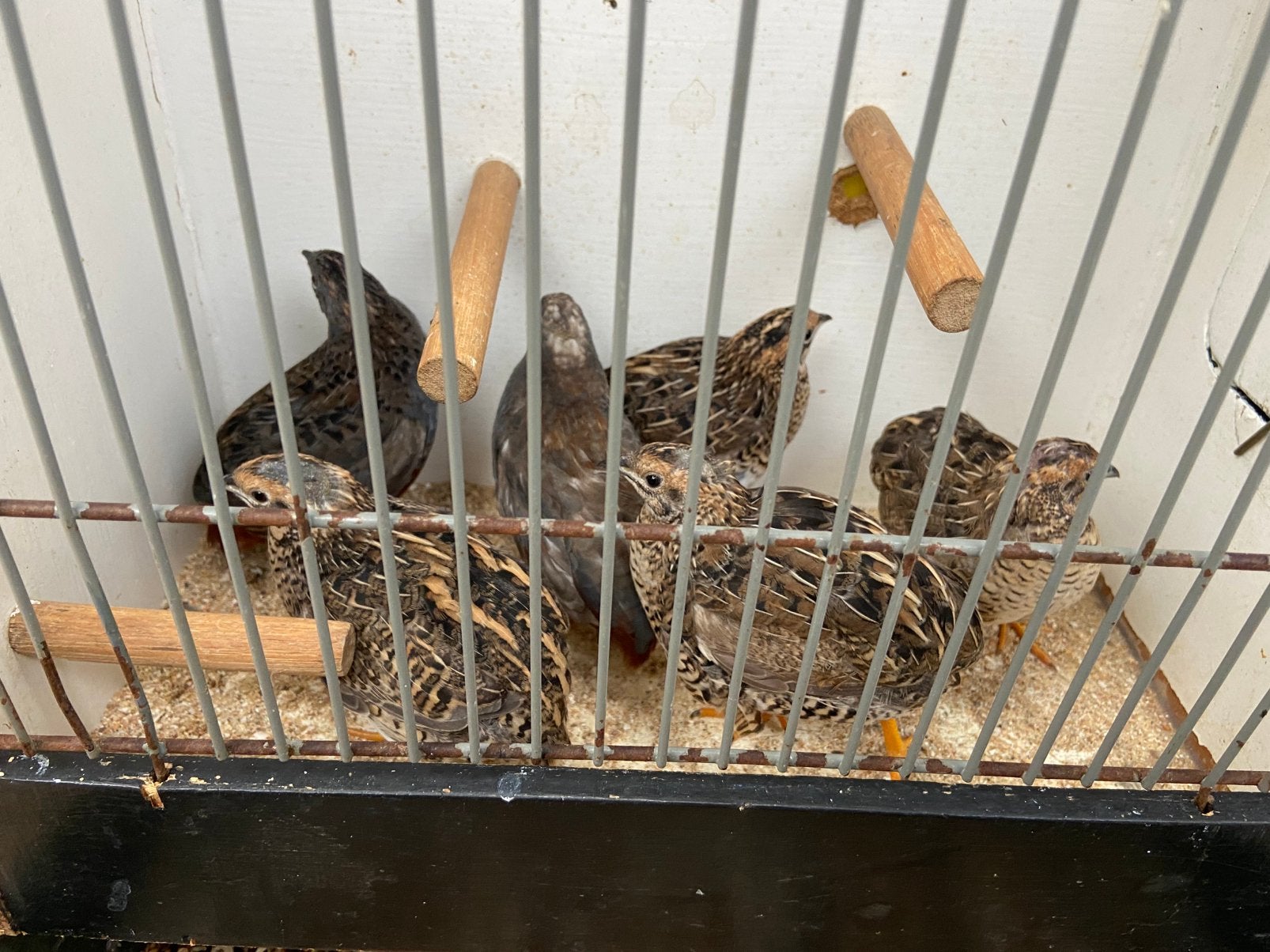 Chineese dwerg kwartels, Dieren en Toebehoren, Meerdere dieren