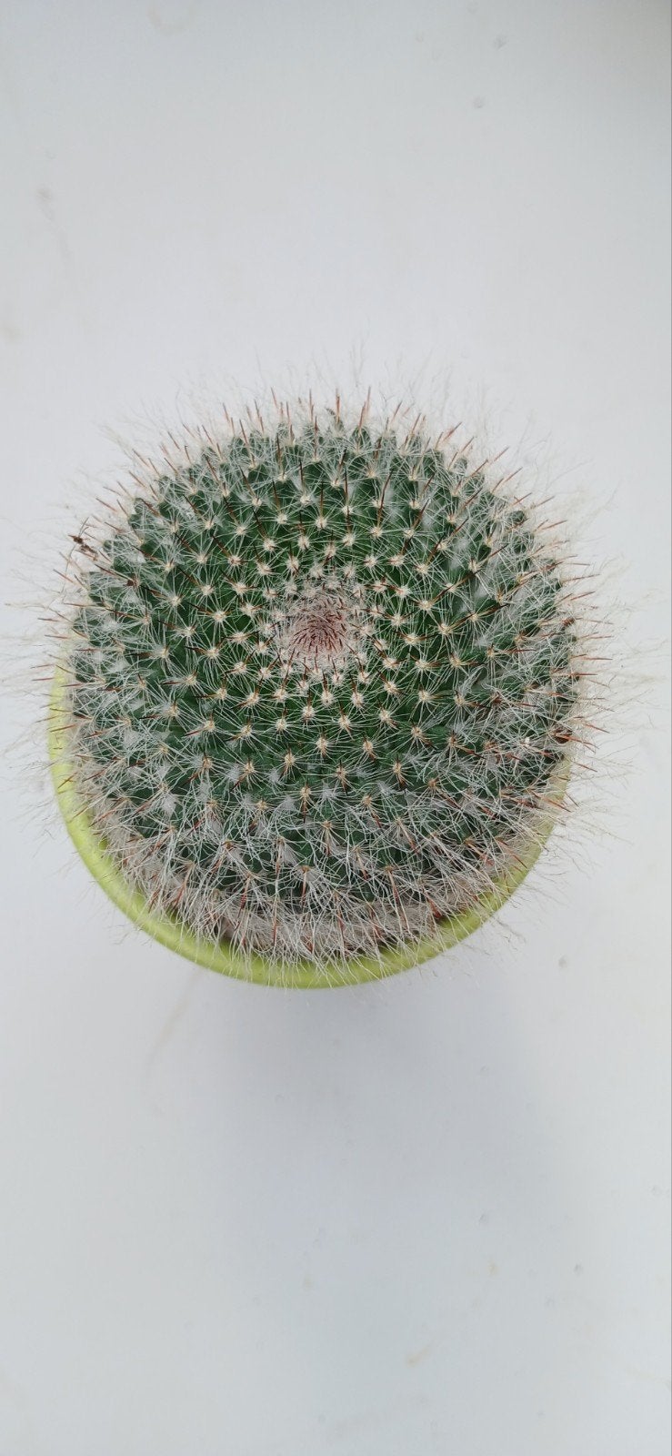 Mammillaria cactus - Makkelijk te verzorgen, Huis en Inrichting, Kamerplanten, Ophalen of Verzenden, Cactus, Volle zon, Minder dan 100 cm