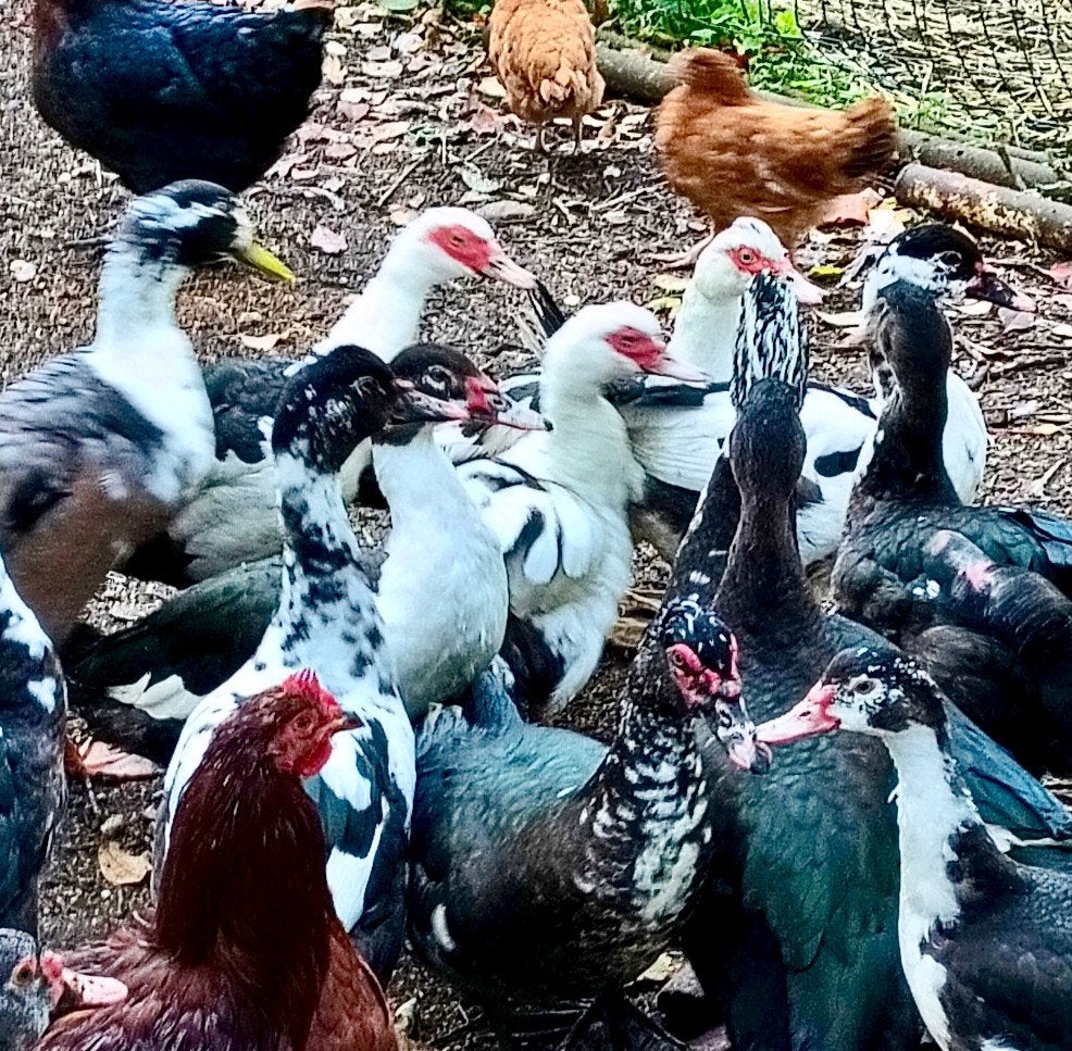 muskus eenden/ doks / Kaapse eenden, Dieren en Toebehoren, Meerdere dieren, Eend