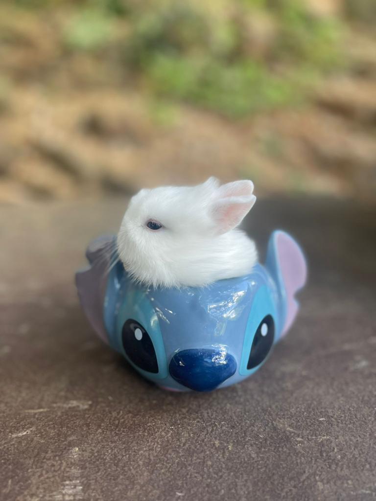 Mini loffelohr/ drager konijntje voedster met blauwe ogen, Vrouwelijk, Dwerg