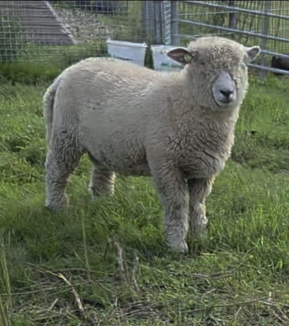 Ryeland rammen, Dieren en Toebehoren, Mannelijk, Schaap, 0 tot 2 jaar
