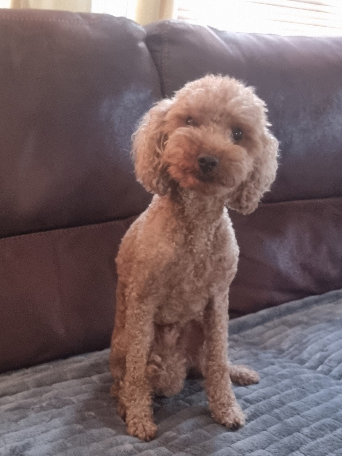 toypoedel dekreu, Reu, Eén hond, CDV (hondenziekte), 3 tot 5 jaar