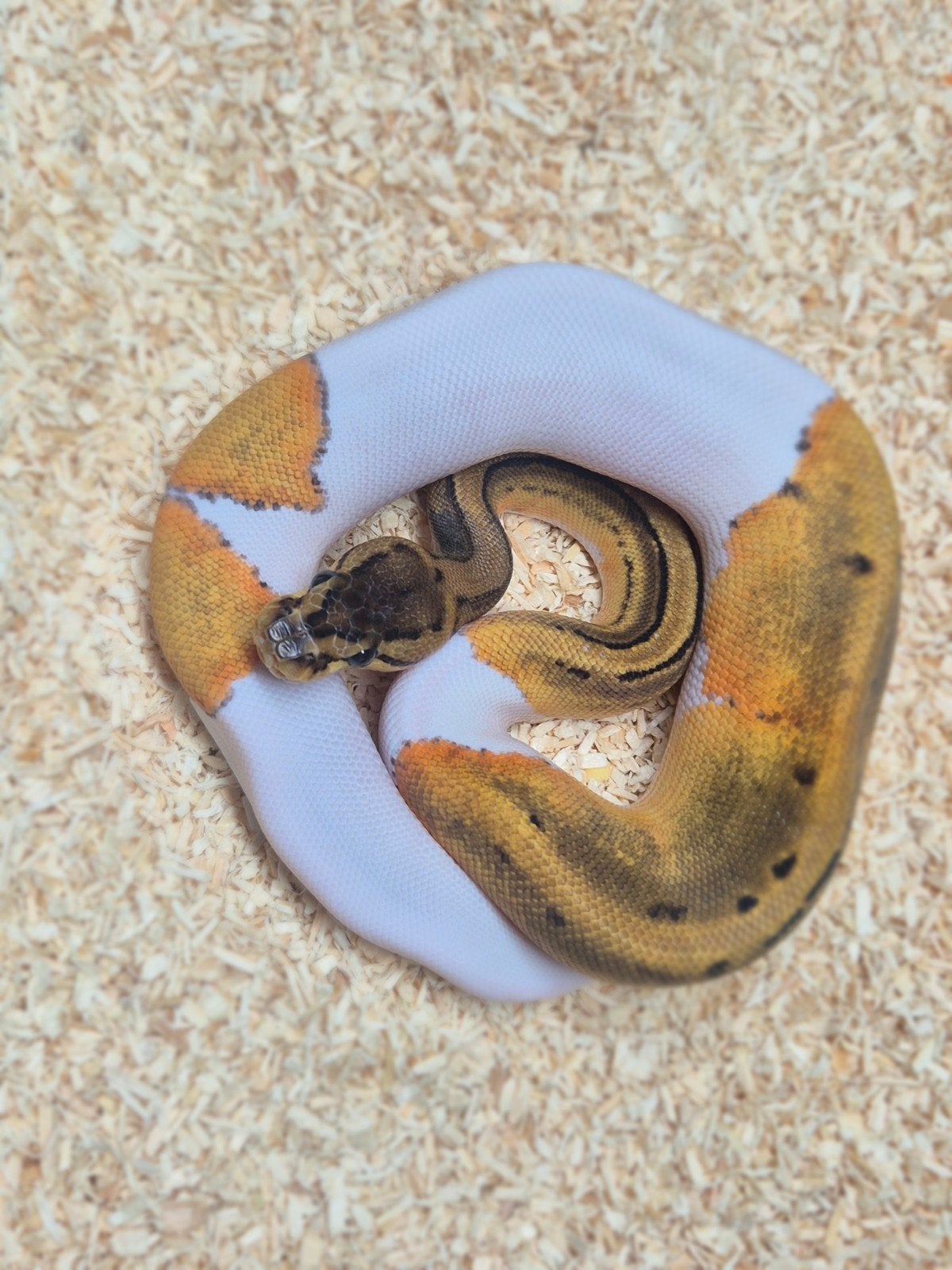 python regius nakweek 2026 Ball Python - male for sale from chris