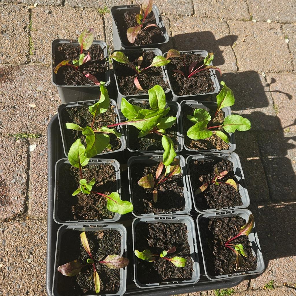 Rode bieten plantjes - Vers en klaar om te planten!, Ophalen, Volle zon, Groenteplanten, Eenjarig