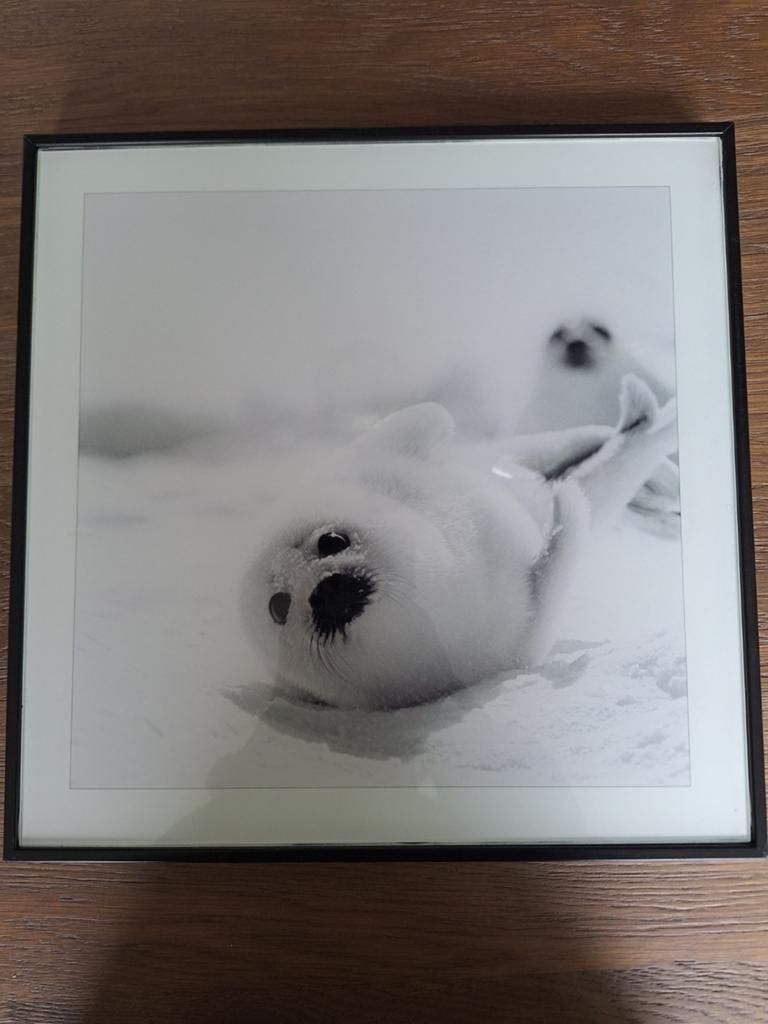 Schattige Zeehondjes Foto in Lijst, Huis en Inrichting, Woonaccessoires | Schilderijen, Tekeningen en Foto's, Minder dan 50 cm
