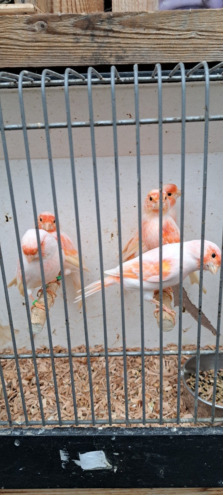 te koop kanaries rood mozaïek koppels, Dieren en Toebehoren