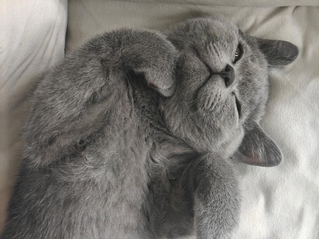 Britse korthaar kitten van 3 maanden oud, Dieren en Toebehoren, Katten en Kittens | Raskatten | Korthaar, Kater, Ontwormd, 0 tot 2 jaar