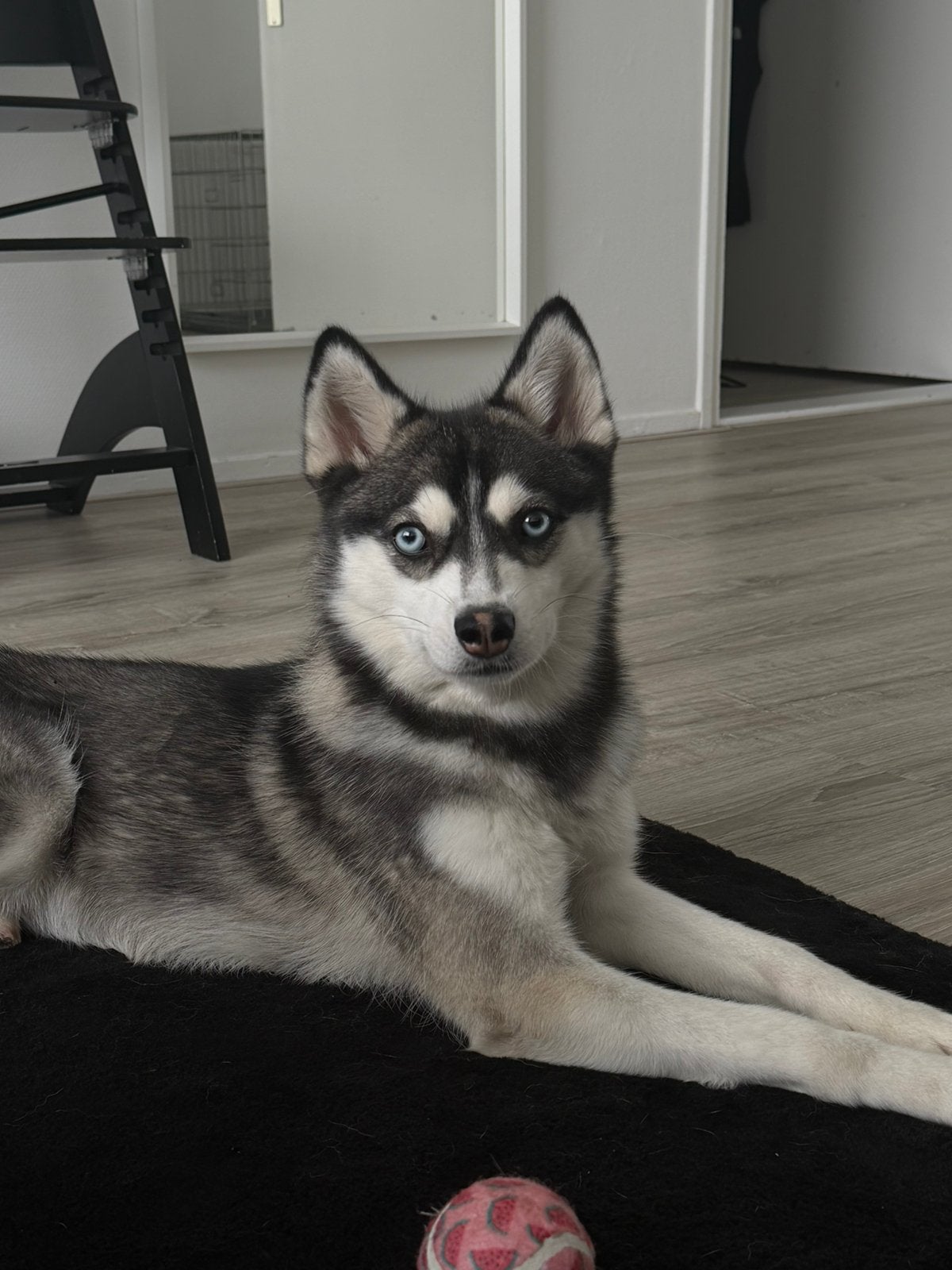 Pomsky f3, Dieren en Toebehoren, Overige rassen, CDV (hondenziekte), 1 tot 2 jaar, Teef