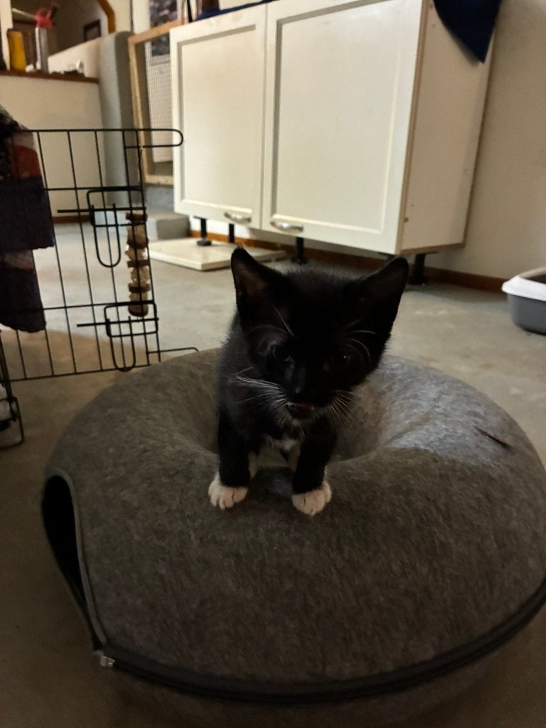 Kittens te koop, Dieren en Toebehoren, Katten en Kittens | Raskatten | Korthaar, Meerdere dieren, Ontwormd, 0 tot 2 jaar