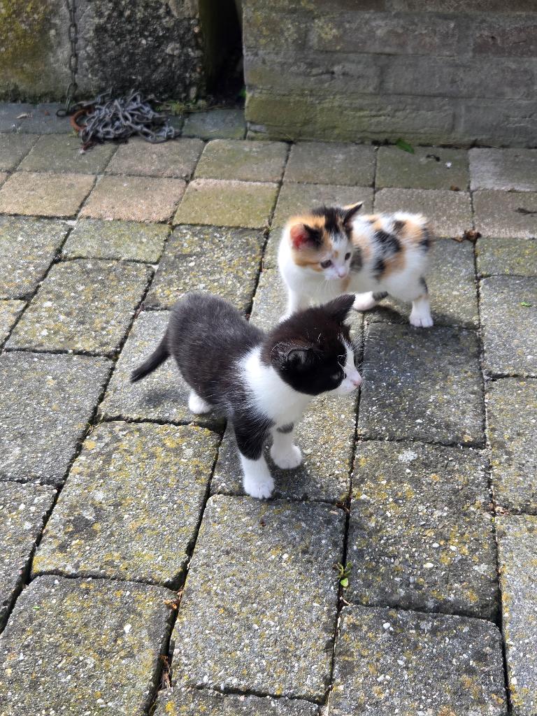 Kittens, 0 tot 2 jaar