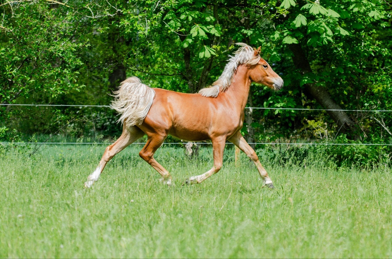 Super brave, knappe, 2 jarige kinderpony te koop, Dieren en Toebehoren, Merrie, Met stamboom, 0 tot 2 jaar