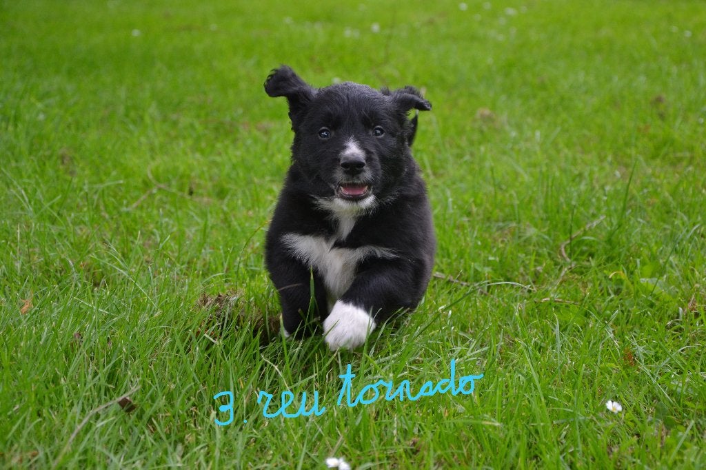 Prachtige kruising Border Collie/ Golden Retriever  pup, Dieren en Toebehoren, Overige rassen, 8 tot 15 weken, Parvo, Meerdere