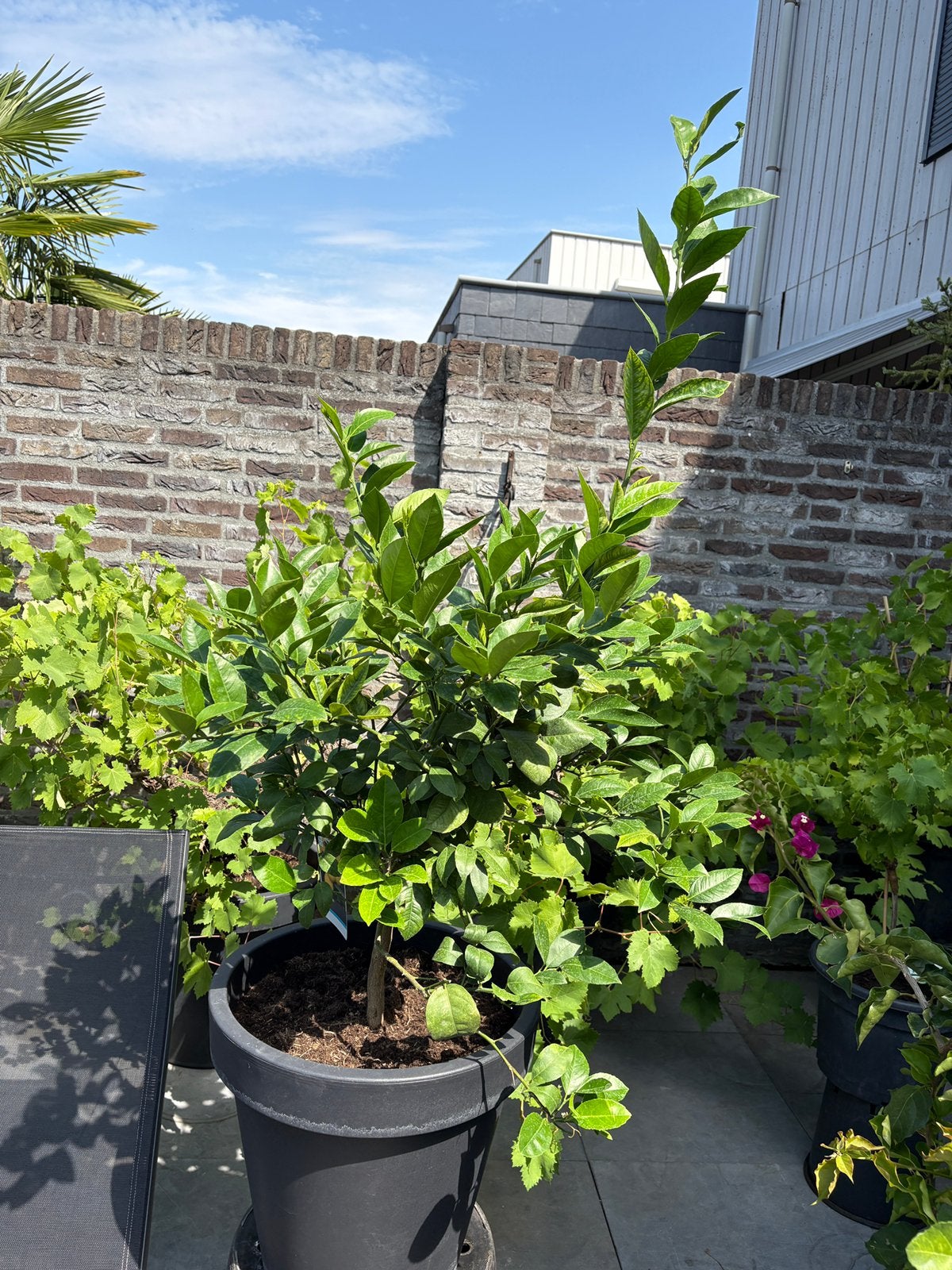 Prachtig citrus ‘meyer’ op stam in een luxe pot!!!, Ophalen, Overige soorten, Volle zon, In pot